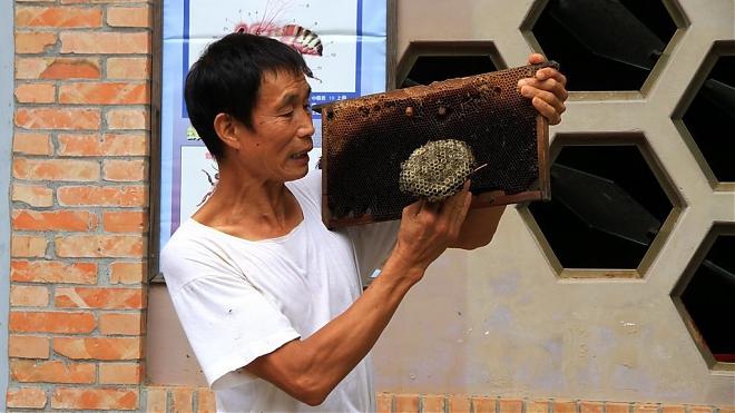 皇冠海岸 观光圈套票｜虫虫维基农游体验