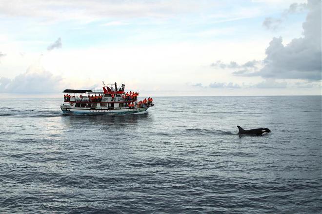 Hualien Doroman Whale Watching Cruise | Kuroshio Ocean Commentary & Friendly Whale Watching Certification