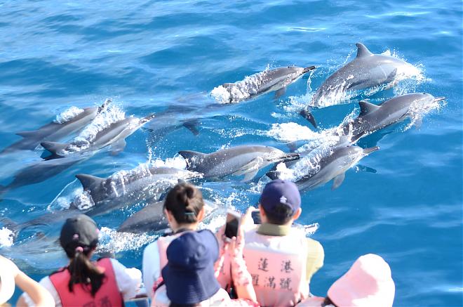 Hualien Doroman Whale Watching Cruise | Kuroshio Ocean Commentary & Friendly Whale Watching Certification