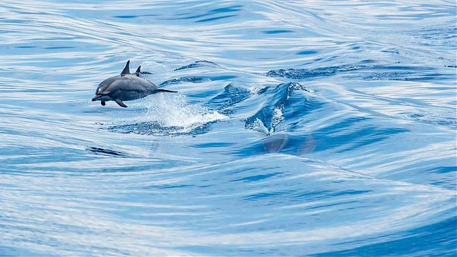 Hualien Doroman Whale Watching Cruise | Kuroshio Ocean Commentary & Friendly Whale Watching Certification