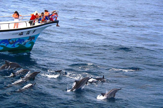 Hualien Doroman Whale Watching Cruise | Kuroshio Ocean Commentary & Friendly Whale Watching Certification