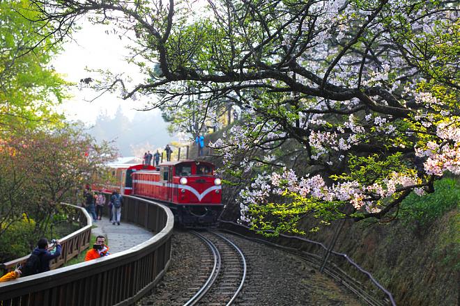 2023 Alishan Cherry Blossom Festival Two-Day Tour | Chasing the Sunrise on the Mountain and Enjoying a Secret Tea Ceremony
