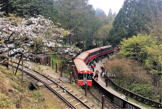 2023 Alishan Cherry Blossom Festival Two-Day Tour | Chasing the Sunrise on the Mountain and Enjoying a Secret Tea Ceremony
