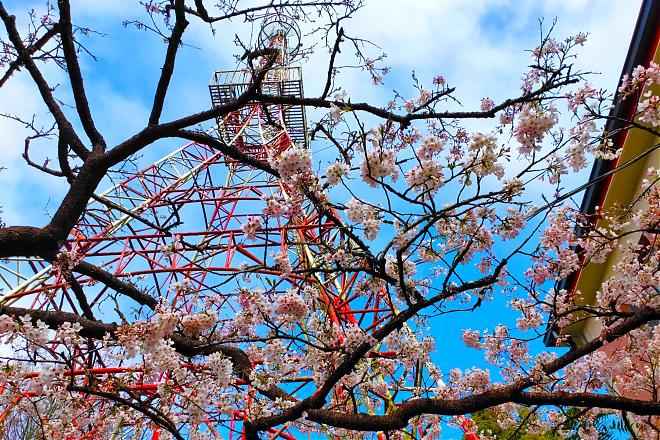 2023 Alishan Cherry Blossom Festival Two-Day Tour | Chasing the Sunrise on the Mountain and Enjoying a Secret Tea Ceremony
