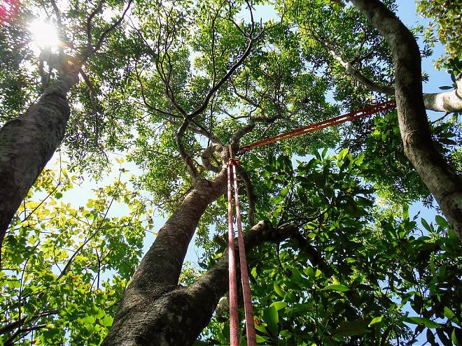 Taipei Xiaonangang Trail Tree Climbing Experience | Recommended Group Outdoor Activities