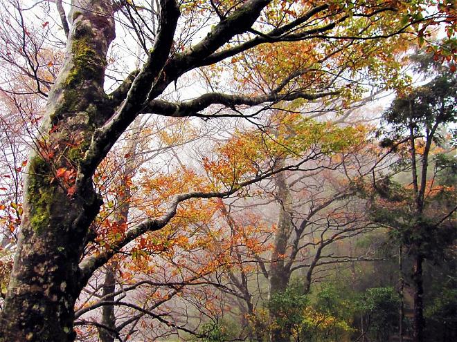 Yilan Taiping Mountain Beech Trail and Golden Secret Path Day Tour | Depart from Taipei