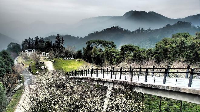 Celebrate the New Year with a Bonfire | Alishan Laiji Tribe & Hanxi Wonderland Cherry Blossom Viewing 3-Day Tour