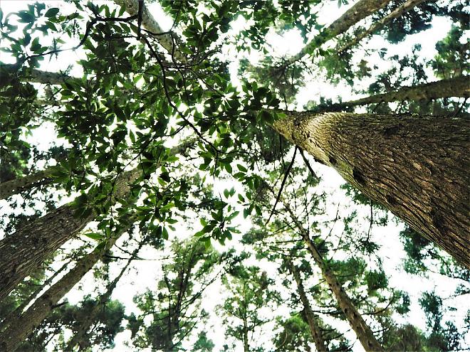 Two-Day Trip to Shei-Pa Guanwu National Park in Hsinchu | One Night, Four Meals, Afternoon Tea and DIY
