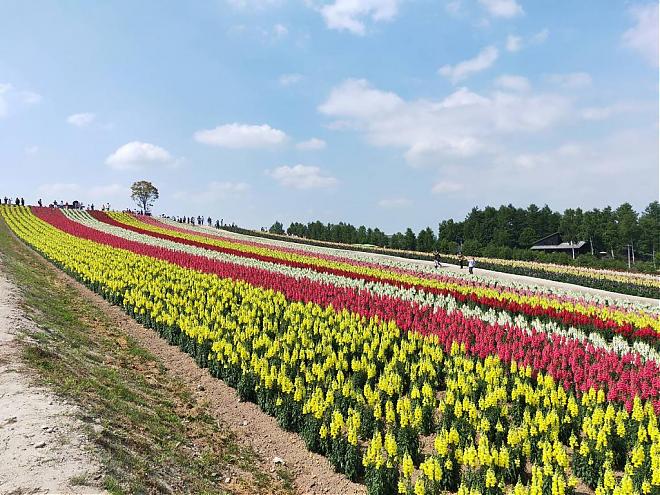 Furano and Biei Day Trip (10-Hour Charter) (Sapporo Pickup/Chinese-Speaking Driver)