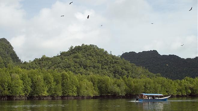 【Malaysia】Mangrove and Eagle Ecological Activities