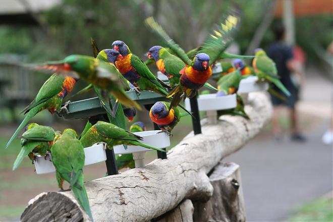 Lone Pine Koala Sanctuary, Brisbane, Queensland
