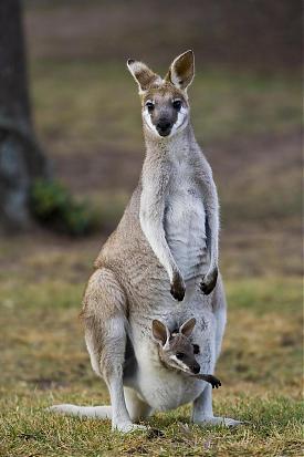 Lone Pine Koala Sanctuary, Brisbane, Queensland