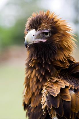 Lone Pine Koala Sanctuary, Brisbane, Queensland