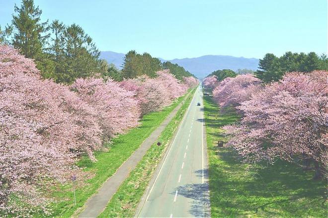 [2020 Hokkaido Cherry Blossoms] Shizunai Twenty-ken Road Cherry Blossom Viewing Tour