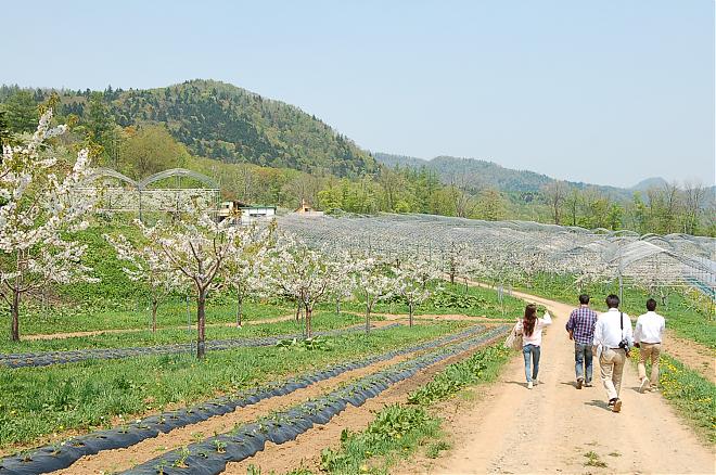 Fruit Picking at Sapporo Orchard in Hokkaido (Departing from Sapporo)