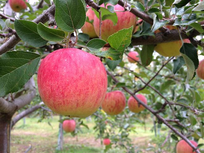 Fruit Picking at Sapporo Orchard in Hokkaido (Departing from Sapporo)