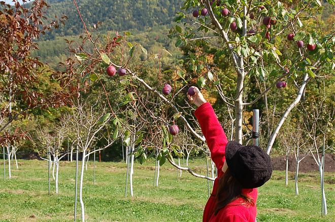 Fruit Picking at Sapporo Orchard in Hokkaido (Departing from Sapporo)