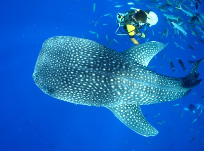 Central Okinawa | Swim with Whale Sharks at Cape Zanpa! Snorkeling/Diving/Fun Diving