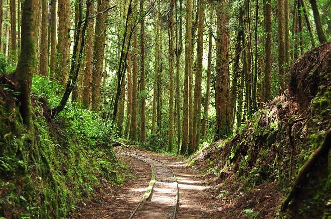 2025 Spring Festival Exclusive | Alishan Tefuye Historic Trail & Dongpu Beauty Hot Springs Two-Day Tour