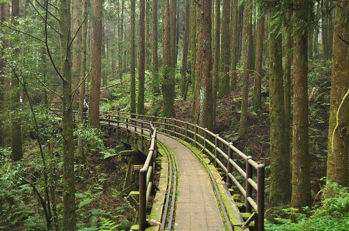 2025 Spring Festival Exclusive | Alishan Tefuye Historic Trail & Dongpu Beauty Hot Springs Two-Day Tour