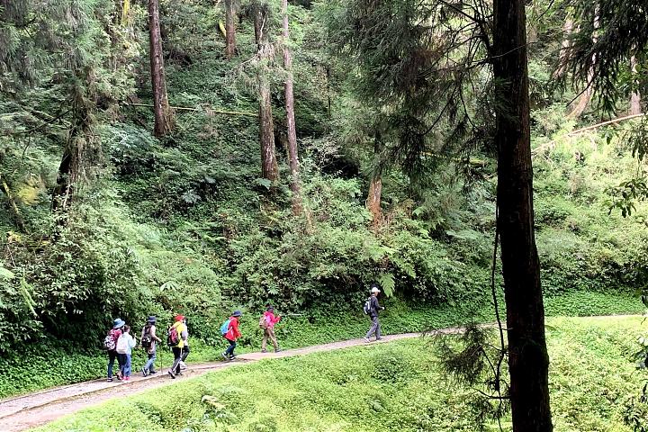 2025 Spring Festival Exclusive | Alishan Tefuye Historic Trail & Dongpu Beauty Hot Springs Two-Day Tour