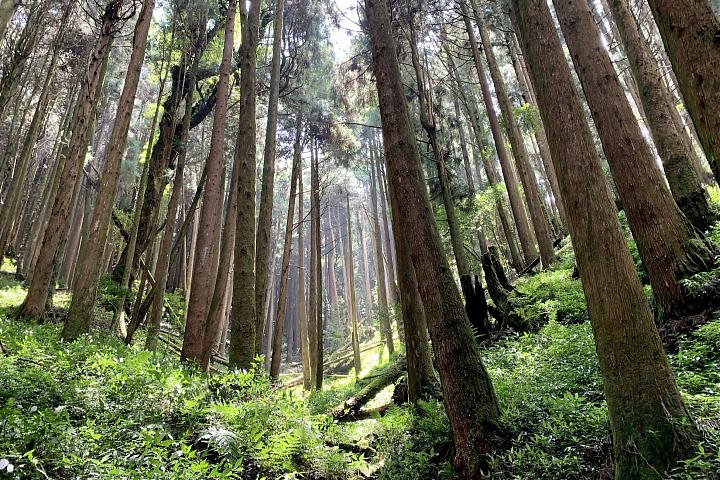 2025 Spring Festival Exclusive | Alishan Tefuye Historic Trail & Dongpu Beauty Hot Springs Two-Day Tour