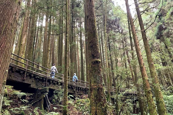 2025 Spring Festival Exclusive | Alishan Tefuye Historic Trail & Dongpu Beauty Hot Springs Two-Day Tour