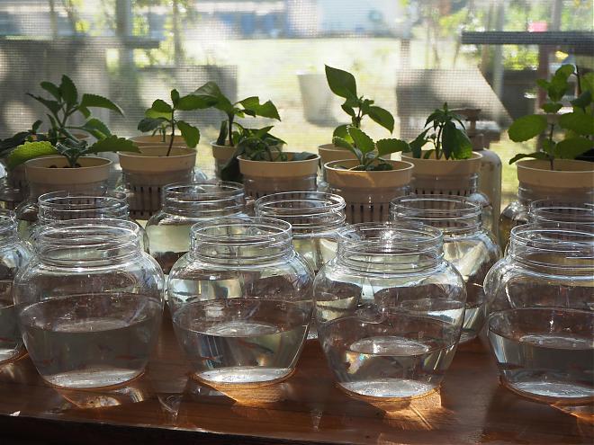 Aquaponics DIY．Daxi Yuemei Ancient House