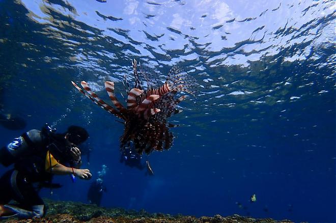 Departing from Naha and Chatan | Snorkeling and Diving in the Blue Cave (Recommended for Families/Direct Boat Access to the Dive Site)