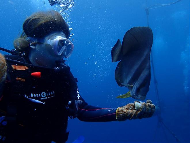 Departing from Naha and Chatan | Snorkeling and Diving in the Blue Cave (Recommended for Families/Direct Boat Access to the Dive Site)