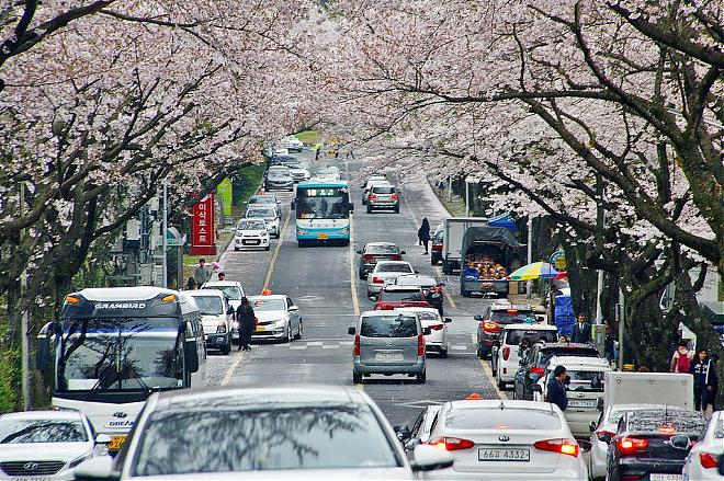 2020 Jeju Island Cherry Blossom and Rapeseed Blossom Bloom Deluxe Two-Day Tour