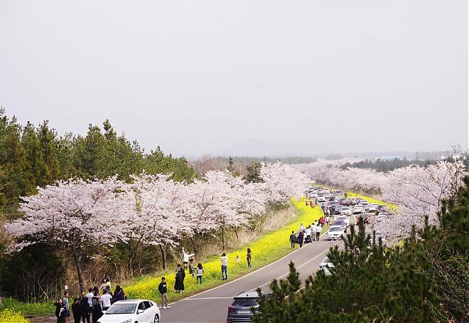 2020 Jeju Island Cherry Blossom and Rapeseed Blossom Bloom Deluxe Two-Day Tour