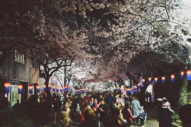 2020 Jeju Island Cherry Blossom and Rapeseed Blossom Bloom Deluxe Two-Day Tour