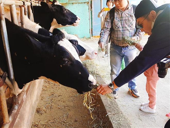 [Paju Photo Spot Day Tour] Calf Farm Handicraft Experience + Paju Premium Outlet Day Trip