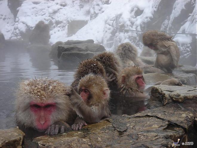 From Tokyo | Nagano Day Tour (Snow Monkey Hot Springs, Togakushi Shrine, and Iiyama Snow Lodge)