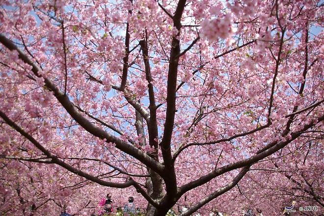 Departing from Shinjuku | 2025 Shizuoka Izu Kawazu Cherry Blossom and Strawberry Picking Day Tour (Meals Included | Chinese Service)