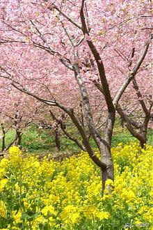 Departing from Shinjuku | 2025 Shizuoka Izu Kawazu Cherry Blossom and Strawberry Picking Day Tour (Meals Included | Chinese Service)