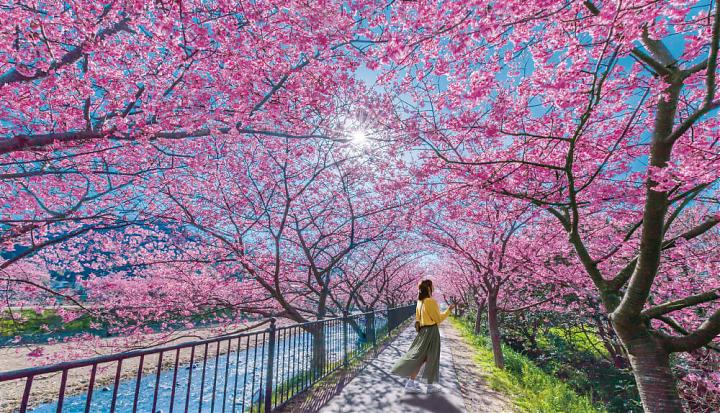 Departing from Shinjuku | 2025 Shizuoka Izu Kawazu Cherry Blossom and Strawberry Picking Day Tour (Meals Included | Chinese Service)