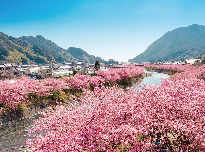 Departing from Shinjuku | 2025 Shizuoka Izu Kawazu Cherry Blossom and Strawberry Picking Day Tour (Meals Included | Chinese Service)
