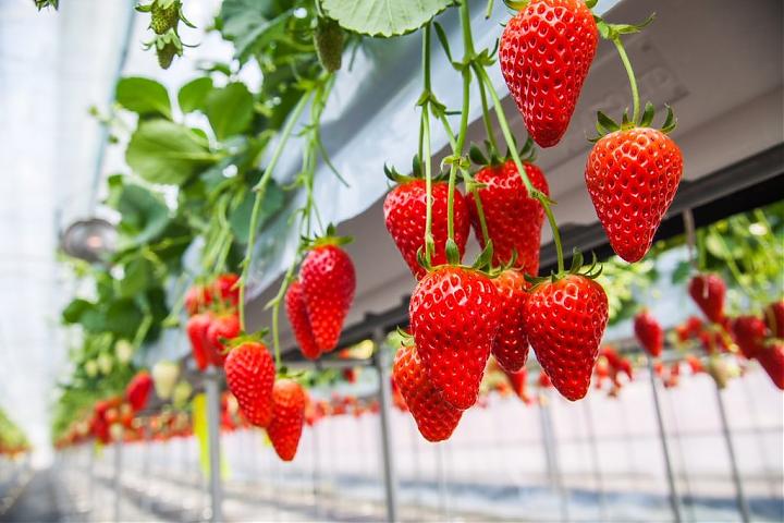 Departing from Shinjuku | 2025 Shizuoka Izu Kawazu Cherry Blossom and Strawberry Picking Day Tour (Meals Included | Chinese Service)