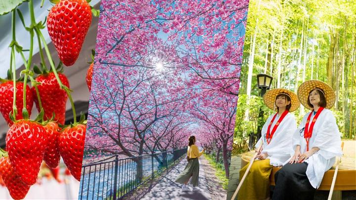 Departing from Shinjuku | 2025 Shizuoka Izu Kawazu Cherry Blossom and Strawberry Picking Day Tour (Meals Included | Chinese Service)