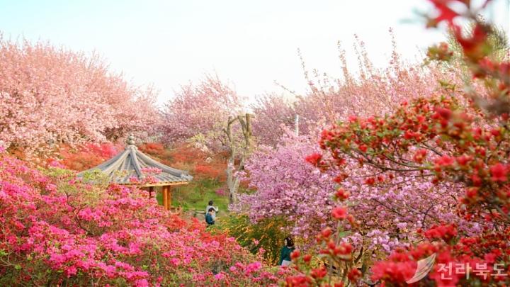 Departing from Seoul | 2025 Jeonju Malsan Yae Cherry Blossoms + Hanbok Experience Day Tour