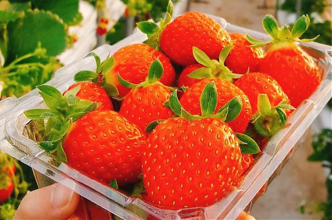 2020 Korea Garden of Morning Calm Light Festival Day Trip | Snow Pouch Experience & Organic Strawberries