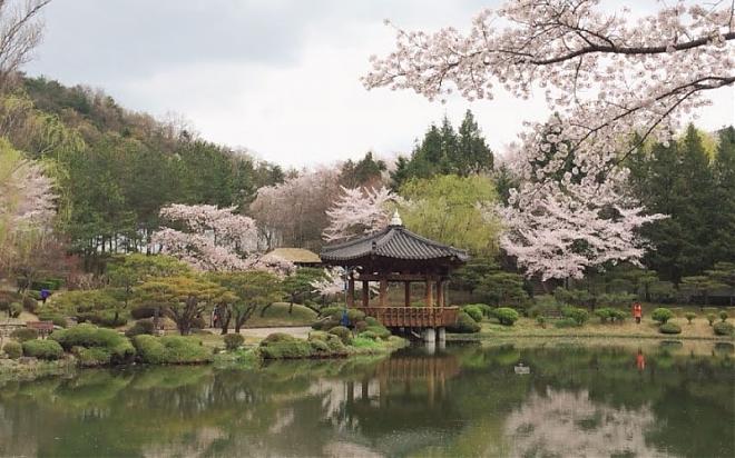 2025 Gyeongju Bulguksa Temple Cherry Blossom and Rapeseed Blossom Day Tour | Depart from Seoul