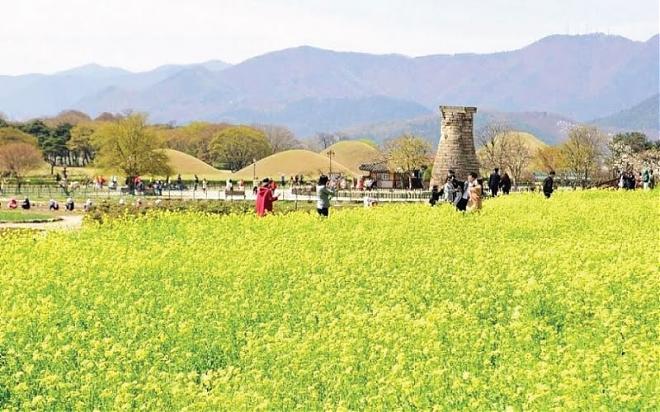 2025 Gyeongju Bulguksa Temple Cherry Blossom and Rapeseed Blossom Day Tour | Depart from Seoul