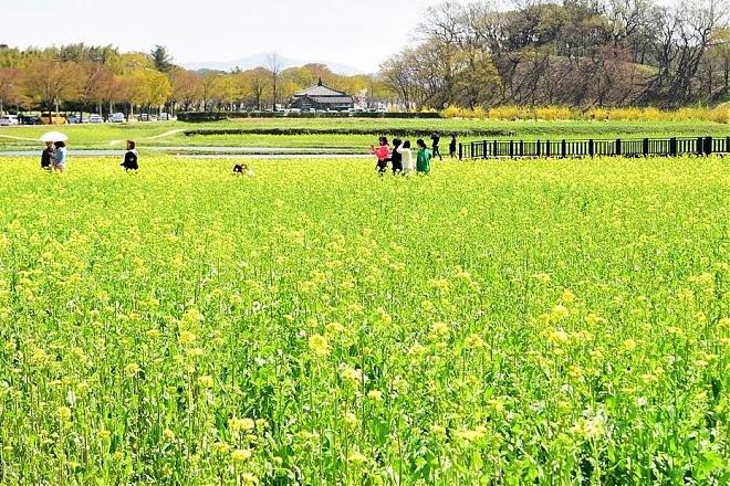 2025 Gyeongju Bulguksa Temple Cherry Blossom and Rapeseed Blossom Day Tour | Depart from Seoul
