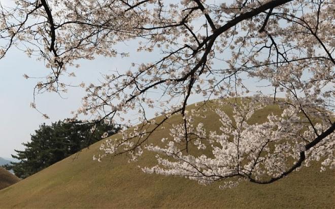 2025 Gyeongju Bulguksa Temple Cherry Blossom and Rapeseed Blossom Day Tour | Depart from Seoul