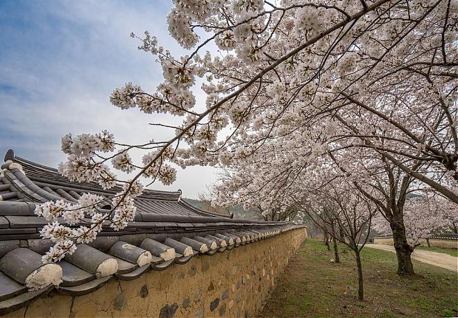 2025 Gyeongju Bulguksa Temple Cherry Blossom and Rapeseed Blossom Day Tour | Depart from Seoul
