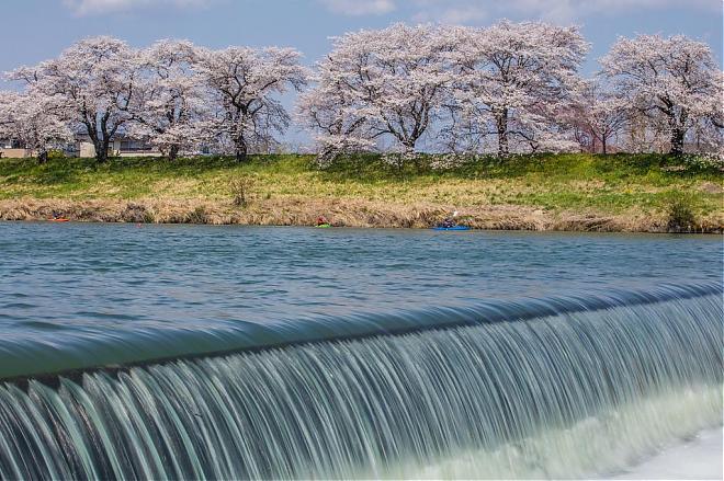 2026 Miyagi Cherry Blossom Viewing Day Trip × Zao Snow Corridor (Departing from Sendai)