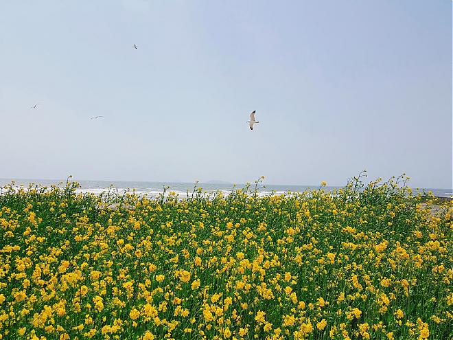 2020 Taean Tulip Festival Day Tour (Depart from Seoul)